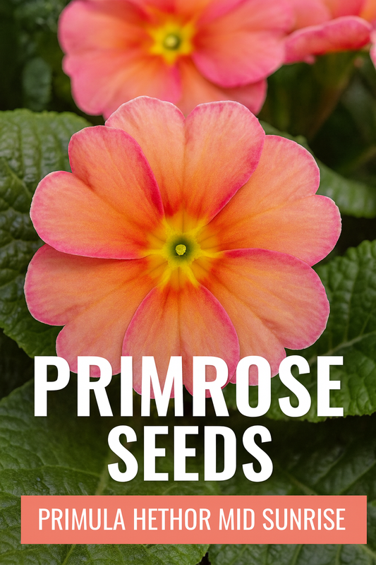 Primrose Seeds Primula Hethor Mid Sunrise – vibrant coral-pink primrose blooms with golden centers, perfect for early spring gardens