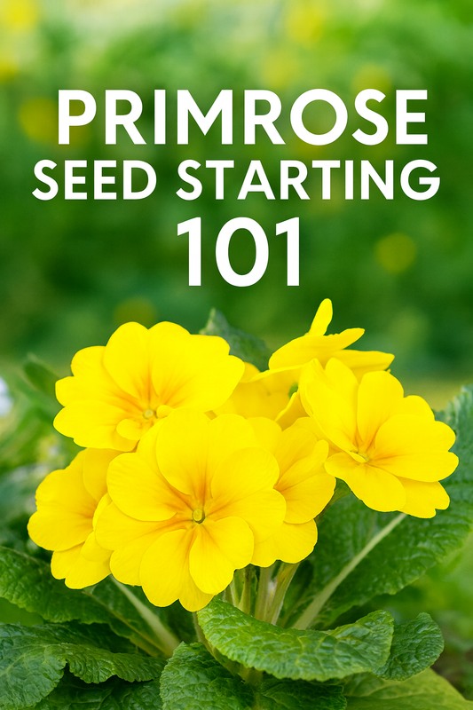 Yellow primrose flowers transplant timing and care tips