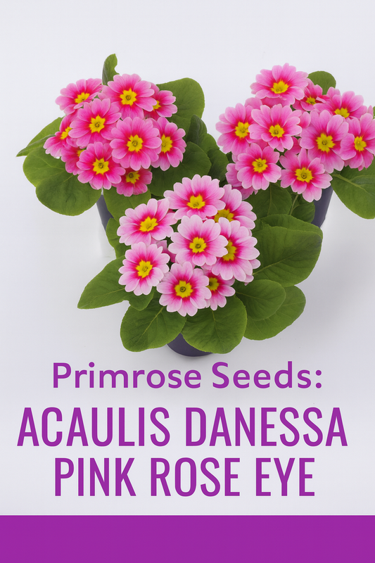 Primula Acaulis Danessa Pink Rose Eye Primrose with soft pink petals and a bold rose eye, blooming in clusters with bright yellow centers and green foliage