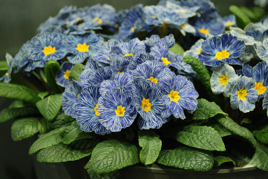 Primula Blue Zebra flowers blooming in clusters, showcasing deep blue stripes and sunny yellow centers against textured green foliage