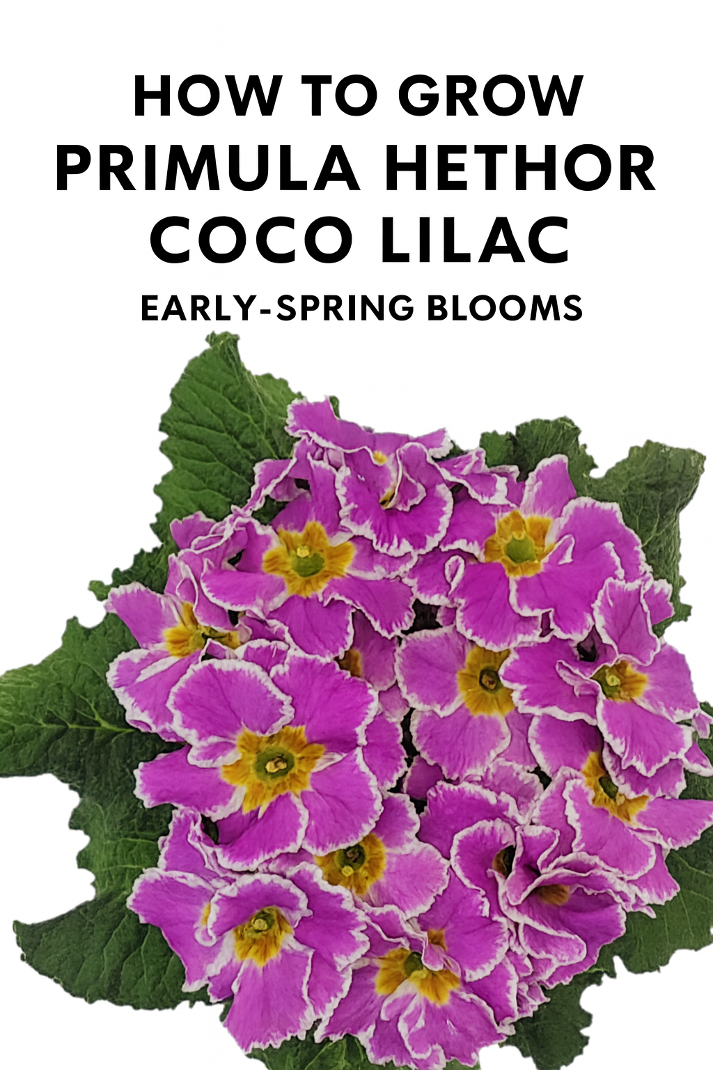 Primula Hethor Coco Lilac Primrose with lilac-purple blooms edged in white — a stunning cool-season flower for early spring containers and shaded gardens