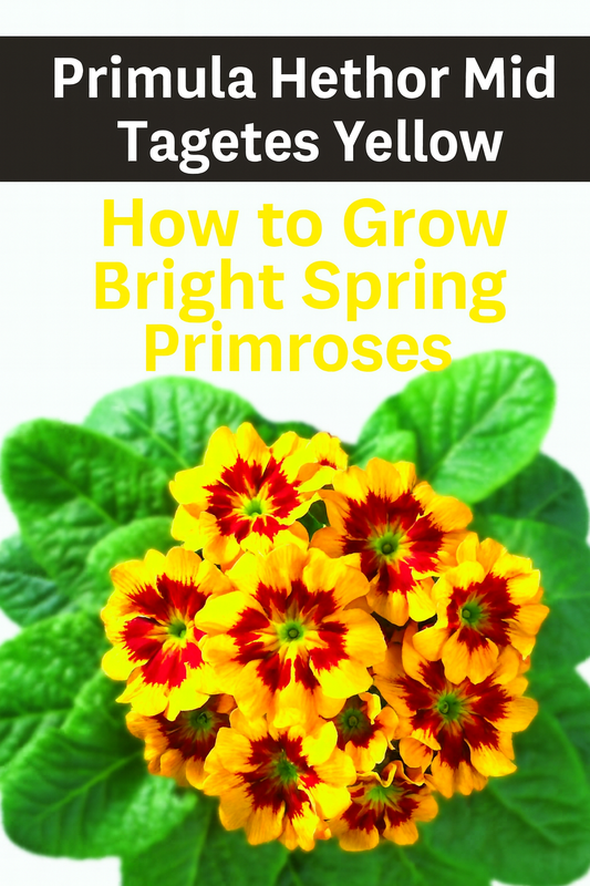 Bright yellow and red Primula Hethor Mid Tagetes Yellow Primrose blooms with lush green leaves — a cool-season flower perfect for early spring gardens and shade planters