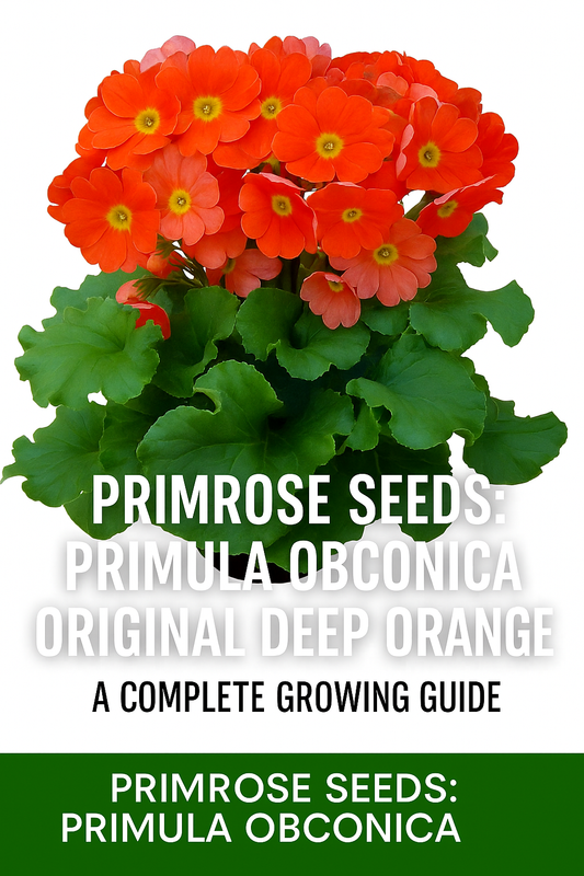 Primula Obconica Original Deep Orange Primrose in bloom with vivid orange petals and lush green foliage, grown from primrose seeds for spring gardens