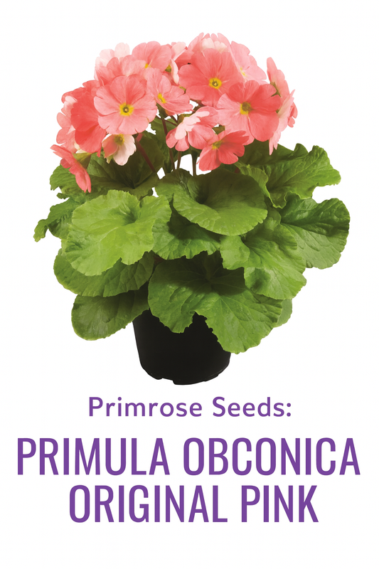 Primula Obconica Original Pink Primrose with soft pink blooms and yellow centers, surrounded by lush green leaves in a decorative pot