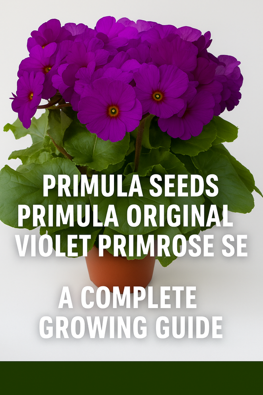 Primula Original Violet Primrose in full bloom with vibrant violet-purple petals and bright yellow centers, surrounded by lush green foliage