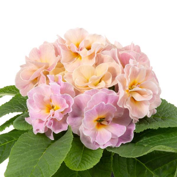 Primula Paradiso Double Champagne Primrose Seeds – Ruffled Champagne Blooms in Spring Garden