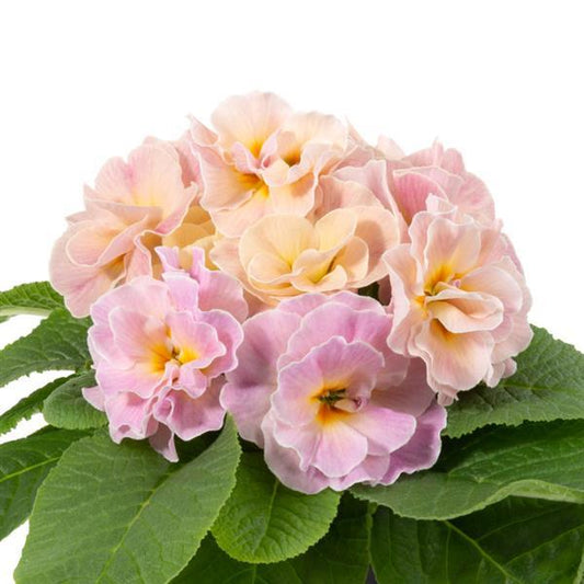 Primula Paradiso Double Champagne Primrose Seeds – Ruffled Champagne Blooms in Spring Garden