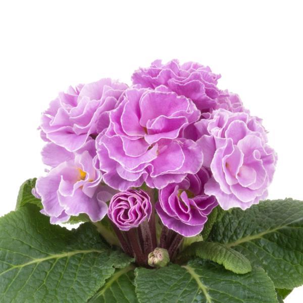 Primula Paradiso Double Lavender Primrose Seeds – Ruffled Lavender Blooms with Yellow Centers for Early Spring Gardens