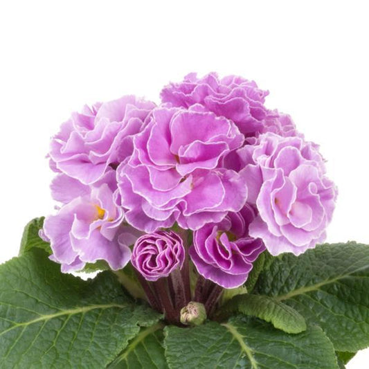 Primula Paradiso Double Lavender Primrose Seeds – Ruffled Lavender Blooms with Yellow Centers for Early Spring Gardens