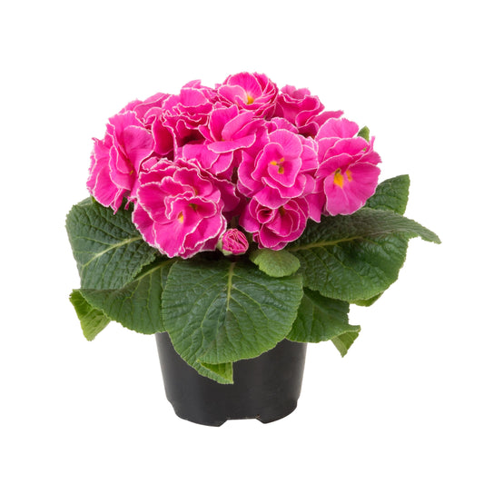 Primula Paradiso Double Light Rose blooms in soft pink tones – premium double primrose flowers for early spring gardens