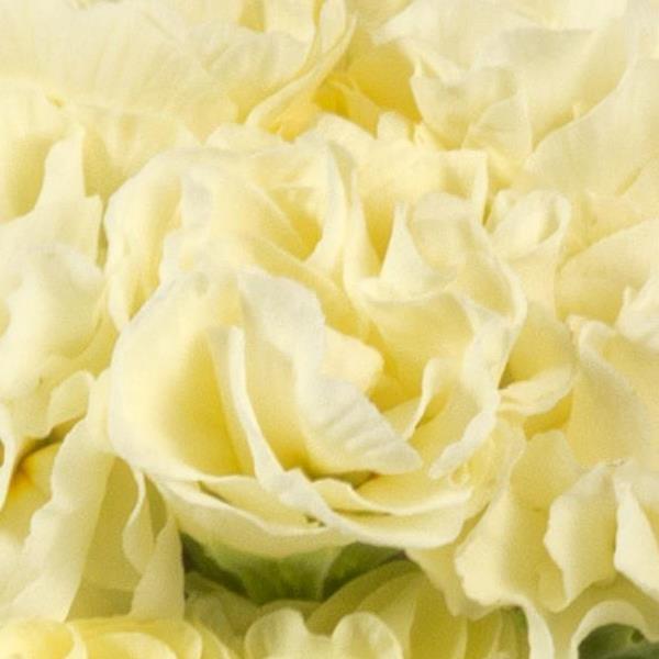 Primula Paradiso Double Lime Primrose – Ruffled Green-Toned Blooms in Spring Garden