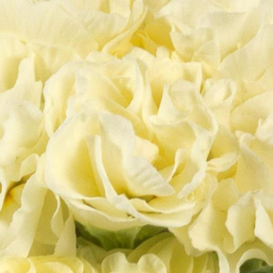 Primula Paradiso Double Lime Primrose – Ruffled Green-Toned Blooms in Spring Garden