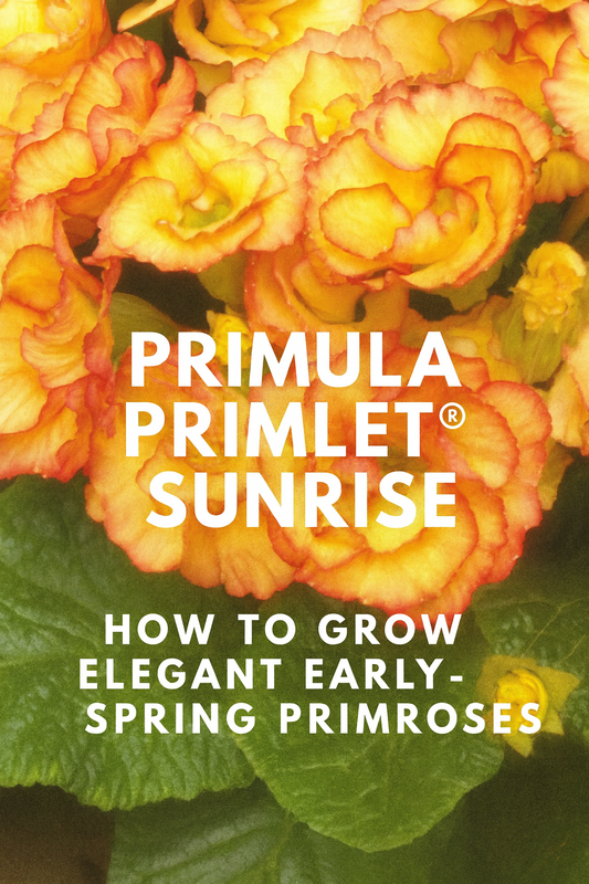 Primula Primlet Sunrise Primrose with coral and golden-yellow blooms, an early-spring flowering plant ideal for cool-season gardens and containers
