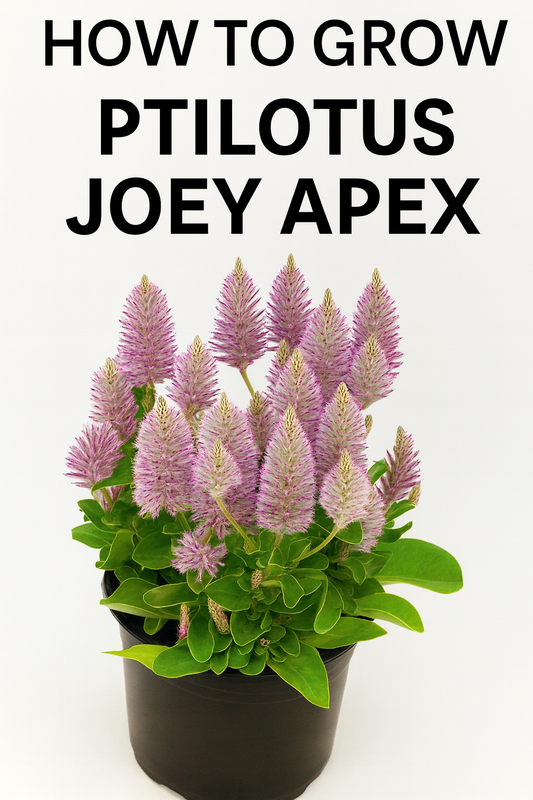 Blooming Ptilotus Joey Apex plant in a pot with vibrant pink feathery flowers and lush green foliage – complete growing guide