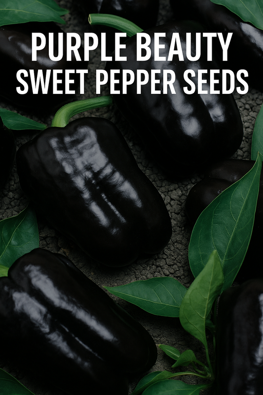 Glossy Purple Beauty Sweet Peppers growing with deep purple-black skin and fresh green leaves, a unique and colorful bell pepper variety for home gardens