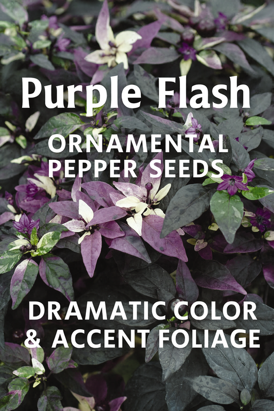 Purple Flash Ornamental Pepper plant with deep purple-black foliage and contrasting bright red peppers, highlighted by silvery and cream streaks — a dramatic choice for gardens and containers