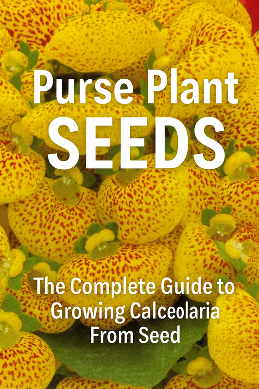 Purse plant Calceolaria flowers with bright yellow pouch blooms