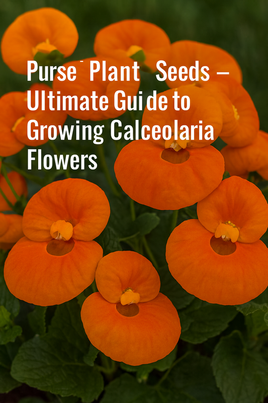 Orange purse plant Calceolaria flowers in full bloom