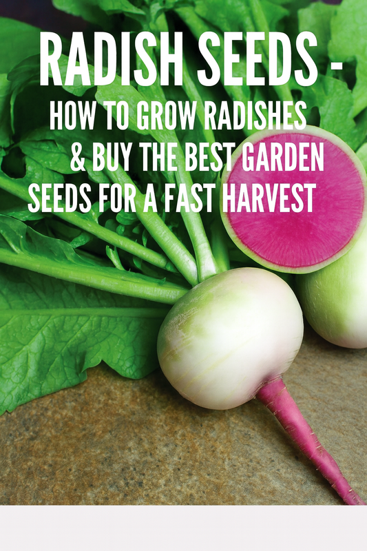 radish seeds fresh sliced pink interior
