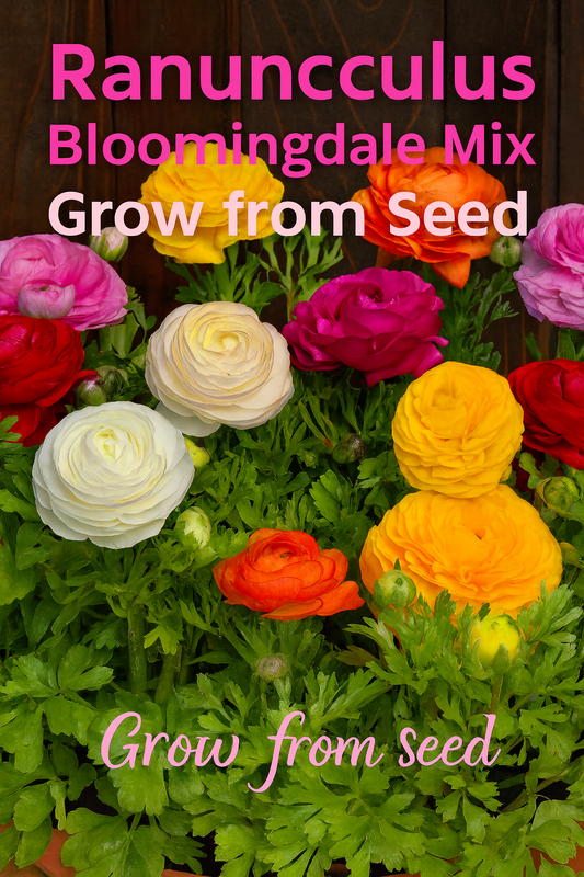Ranunculus Bloomingdale Mix in shades of pink, orange, yellow, and white, showing layered petals and compact growth habit