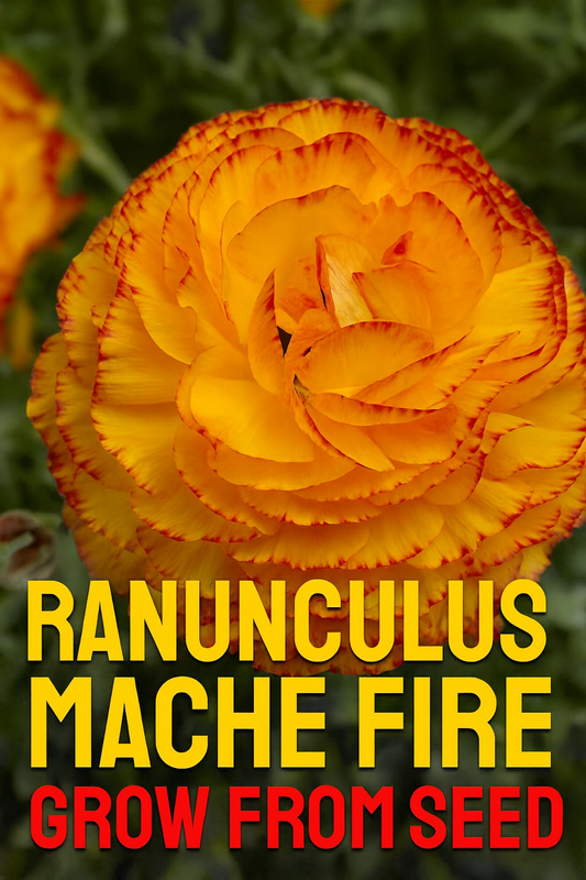Ranunculus Mache Fire in bold orange-red blooms with layered petals, perfect for striking cut flowers and spring bouquets