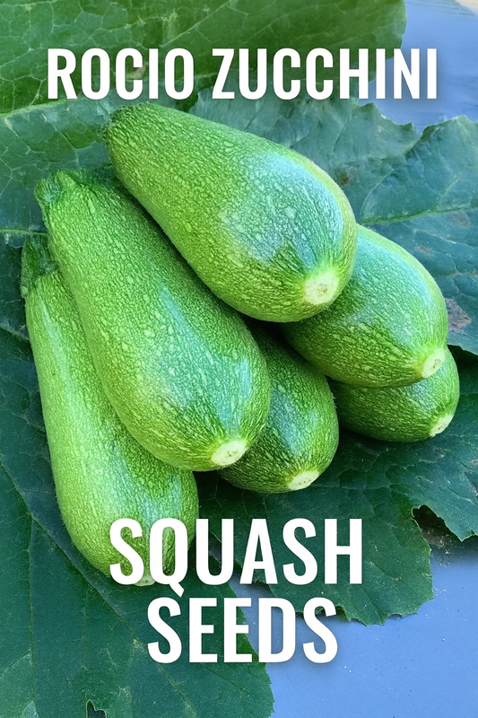 Fresh Rocio zucchini squash with tender green skin and high-yield growth