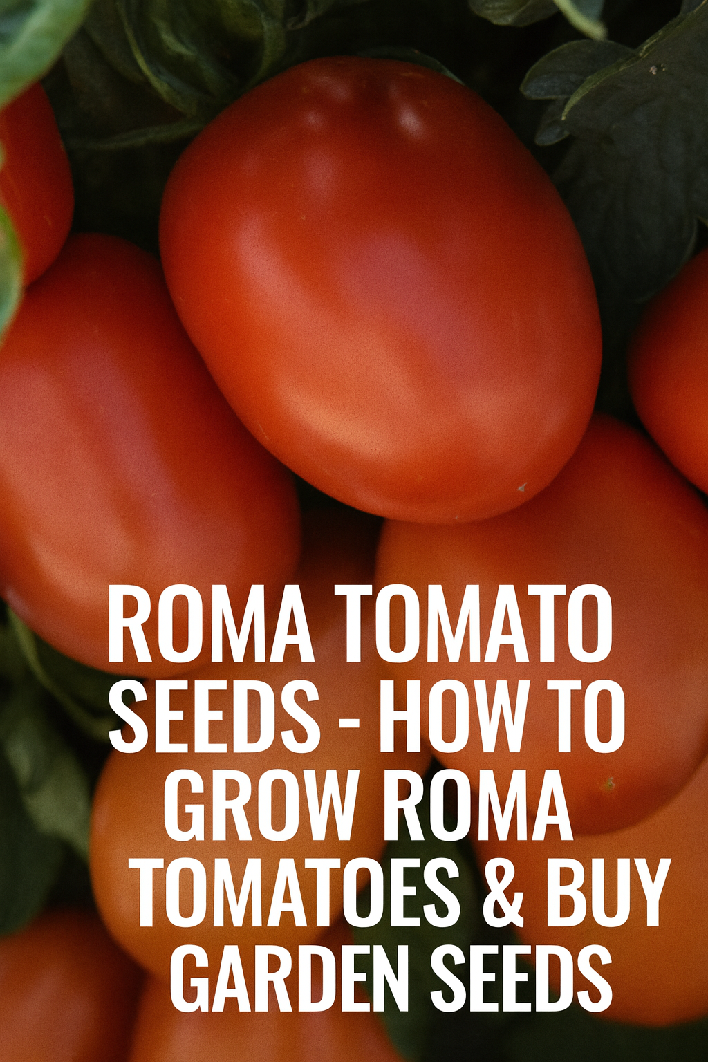 Roma tomato seeds growing on the vine – bright red paste tomatoes