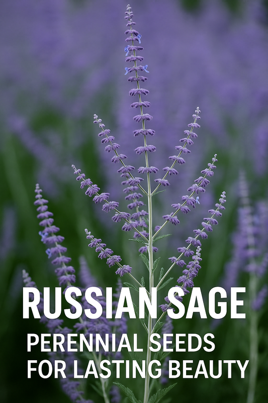 Russian Sage Perovskia Blue Steel in full bloom with lavender-blue spikes and silver foliage, a hardy perennial from seed for sunny gardens