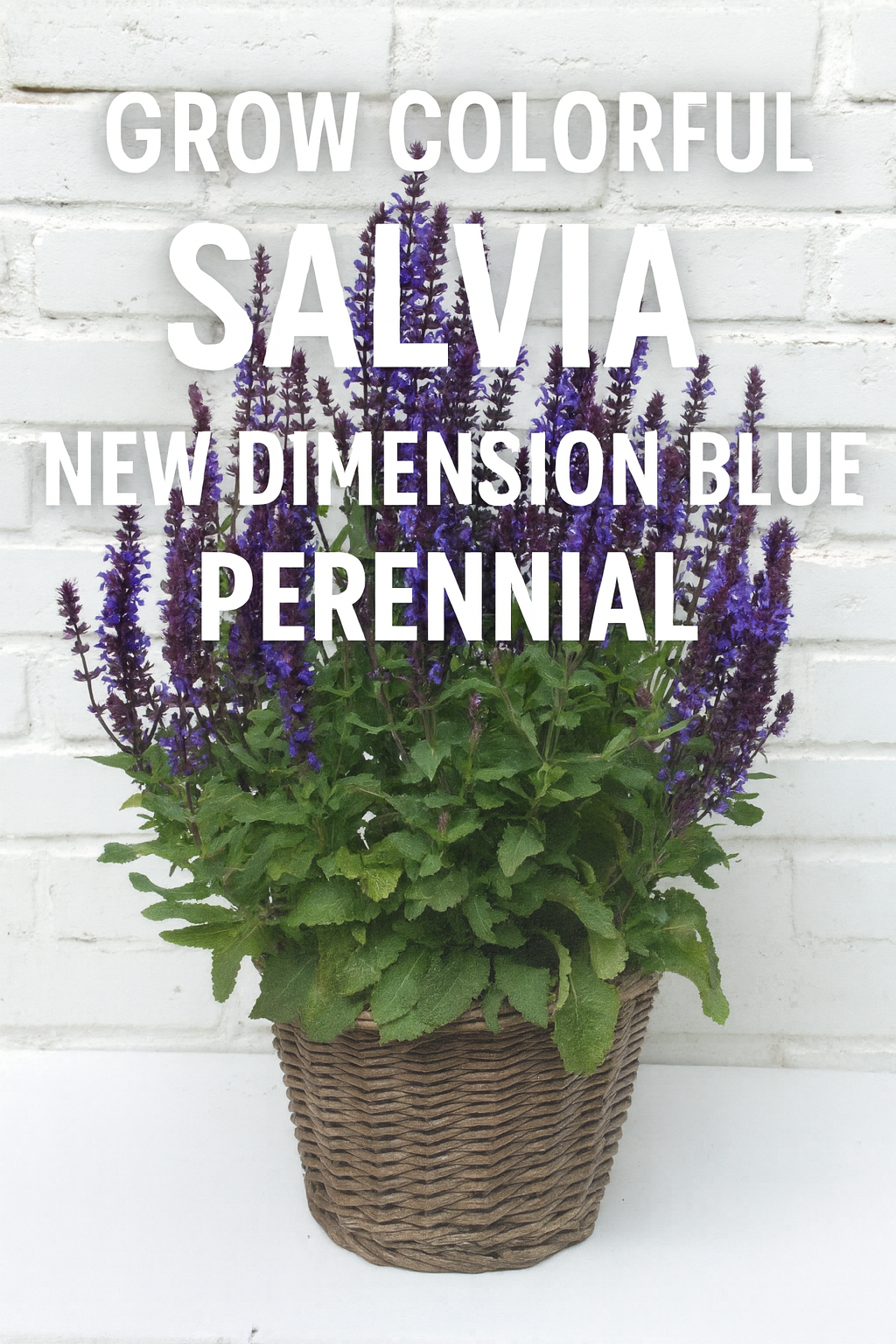 Salvia New Dimension Blue perennial in a wicker basket, with compact blue-violet flower spikes and lush green foliage, perfect for borders, containers, and pollinator gardens