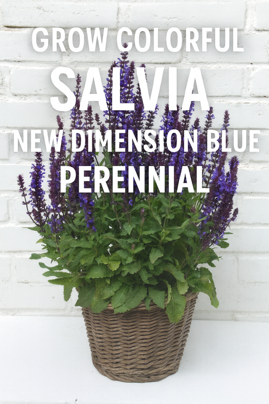 Salvia New Dimension Blue perennial in a wicker basket, with compact blue-violet flower spikes and lush green foliage, perfect for borders, containers, and pollinator gardens