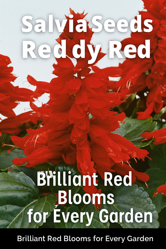Bright scarlet Salvia Reddy Red flowers in full bloom, showcasing compact, heat-tolerant plants ideal for garden borders, pots, and pollinator landscapes