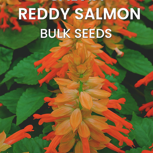 Salvia Reddy Salmon blooms in full summer color