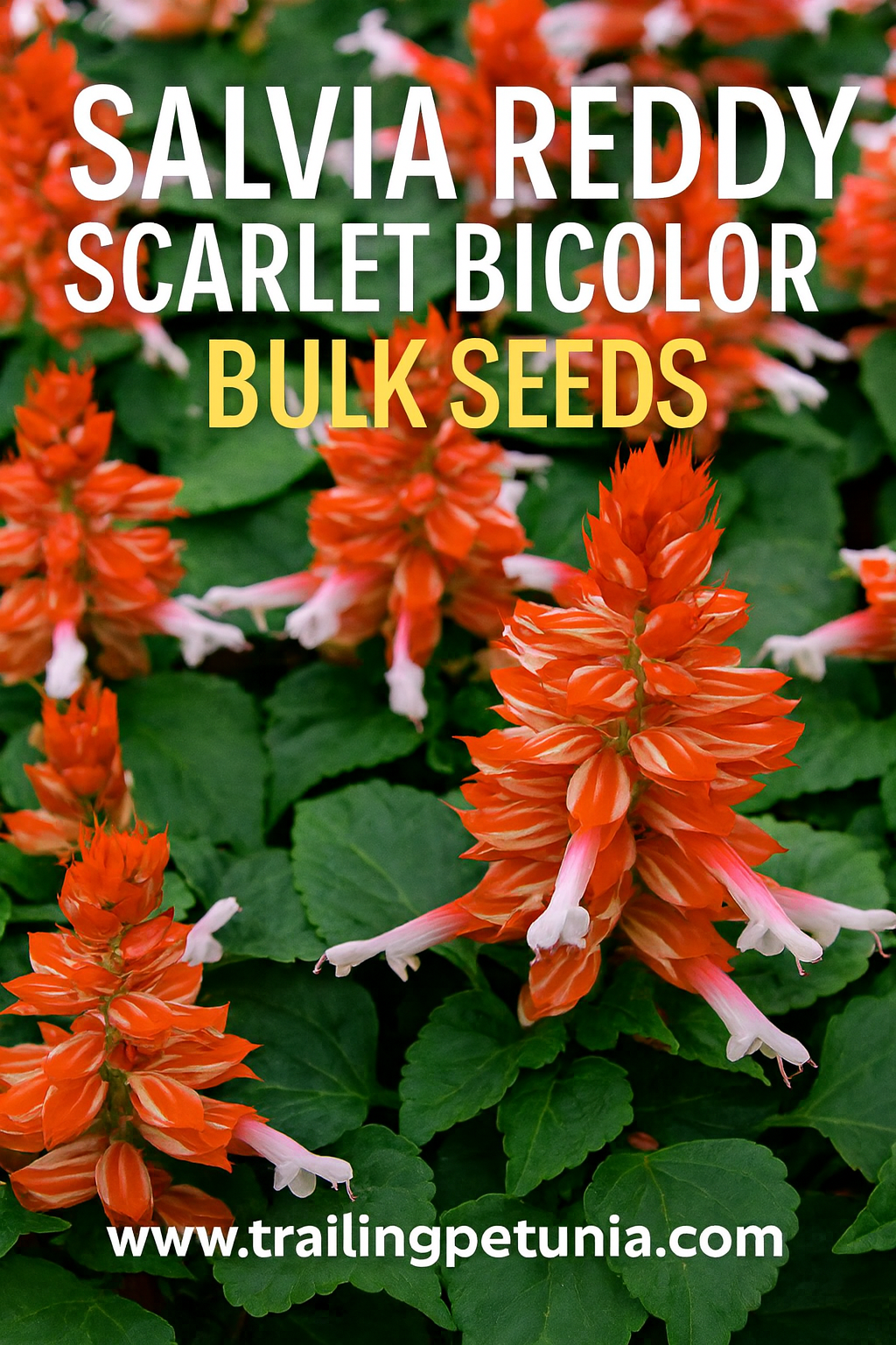 “Salvia Reddy Scarlet Bicolor flowers blooming in a vibrant summer garden.