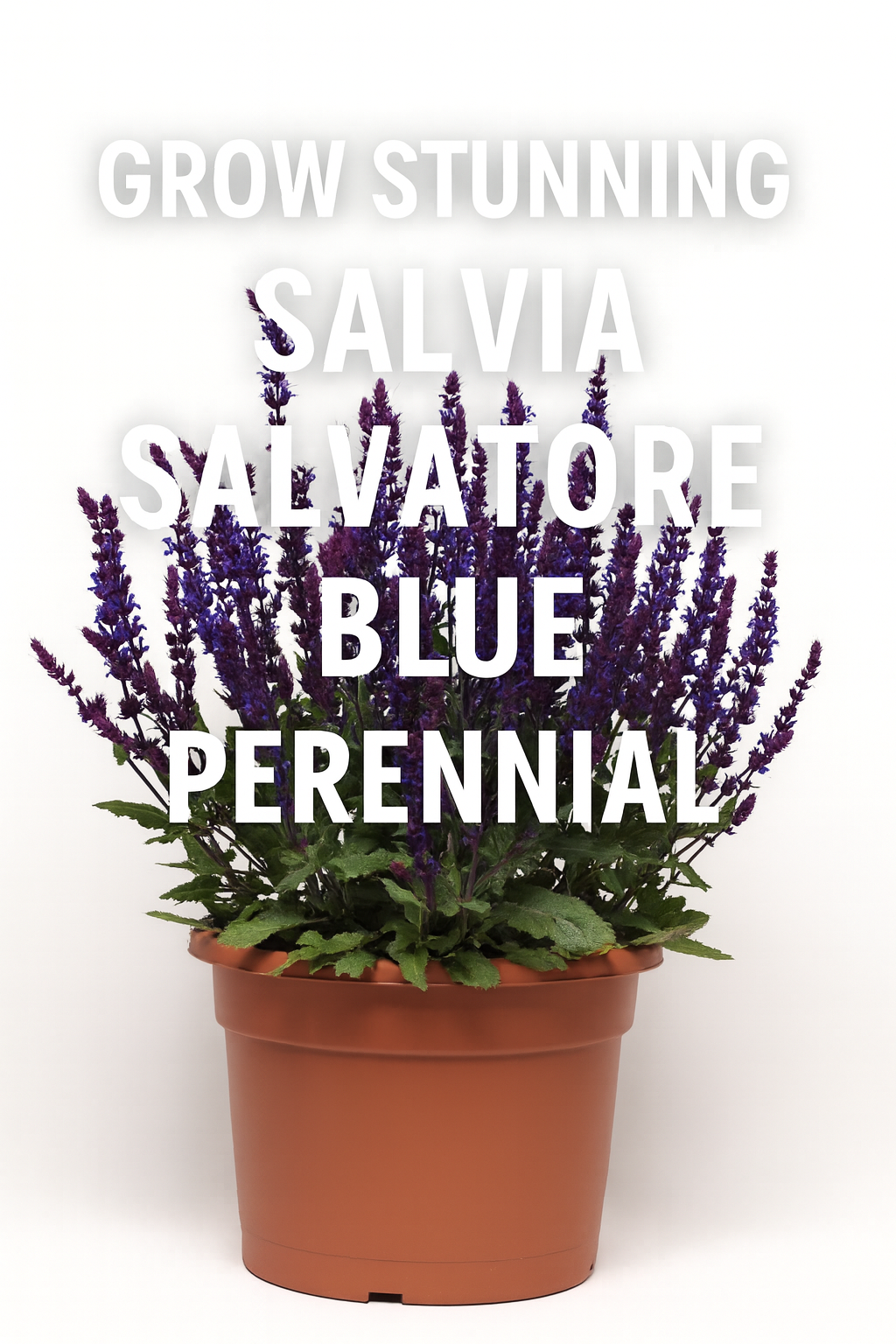 Salvia Salvatore Blue perennial in a pot, showing upright spikes of deep blue-violet flowers with lush green foliage, perfect for pollinator gardens and borders