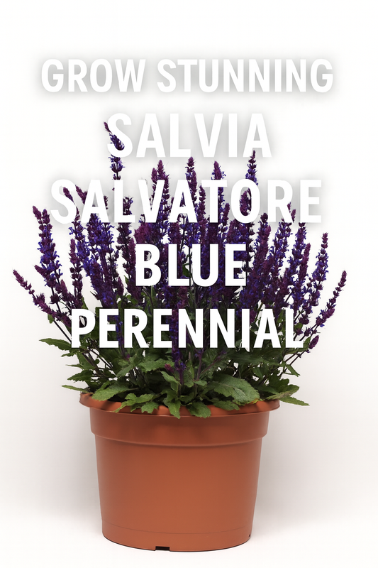 Salvia Salvatore Blue perennial in a pot, showing upright spikes of deep blue-violet flowers with lush green foliage, perfect for pollinator gardens and borders