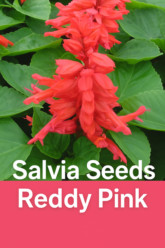 Soft pink Salvia Reddy Pink flowers in full bloom — compact, sun-loving plants ideal for borders, containers, and pollinator gardens.