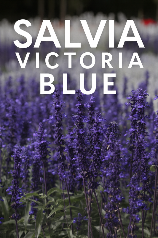 Close-up of Salvia Victoria Blue flower spikes in full bloom