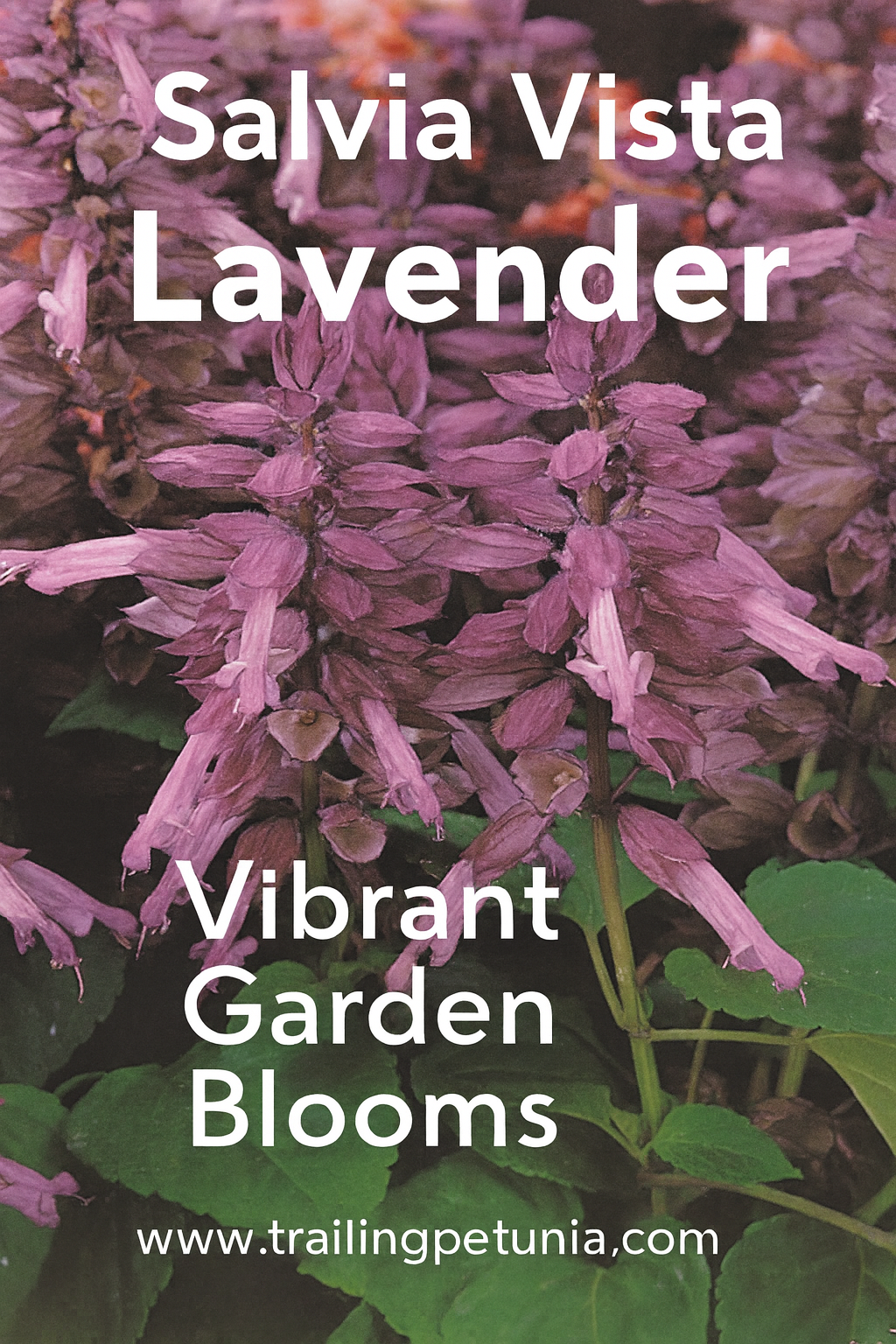 Salvia Vista Lavender – compact purple salvia in full summer bloom