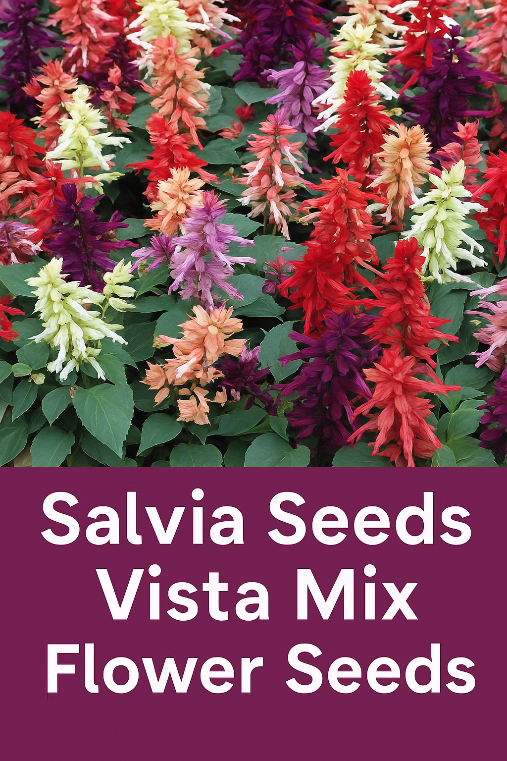 Salvia Vista Mix flower seeds showing vibrant red, purple, lavender, and cream blooms — ideal for adding continuous color to garden beds, borders, and containers