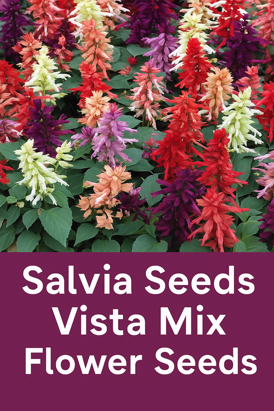 Salvia Vista Mix flower seeds showing vibrant red, purple, lavender, and cream blooms — ideal for adding continuous color to garden beds, borders, and containers