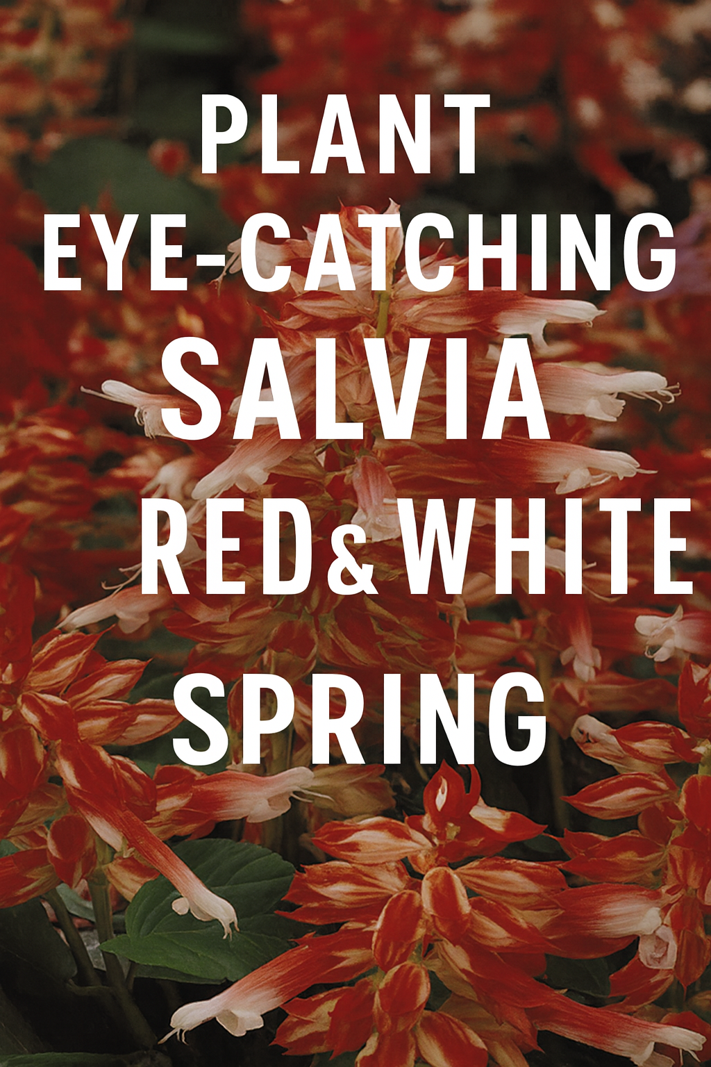 Salvia Vista Red & White flowers in bloom, showing vibrant red petals with crisp white accents, ideal for spring gardens, containers, and pollinator landscapes