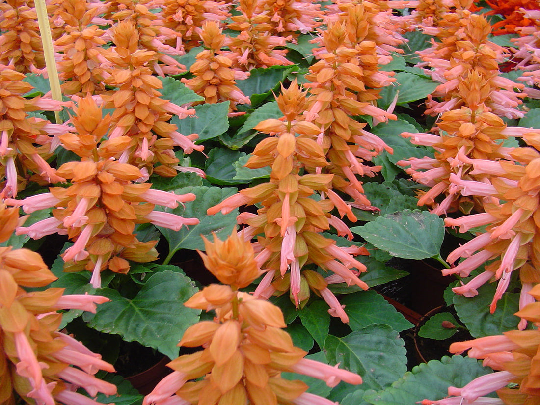“Salvia Reddy Pink dwarf salvia blooms – compact flower seeds”
