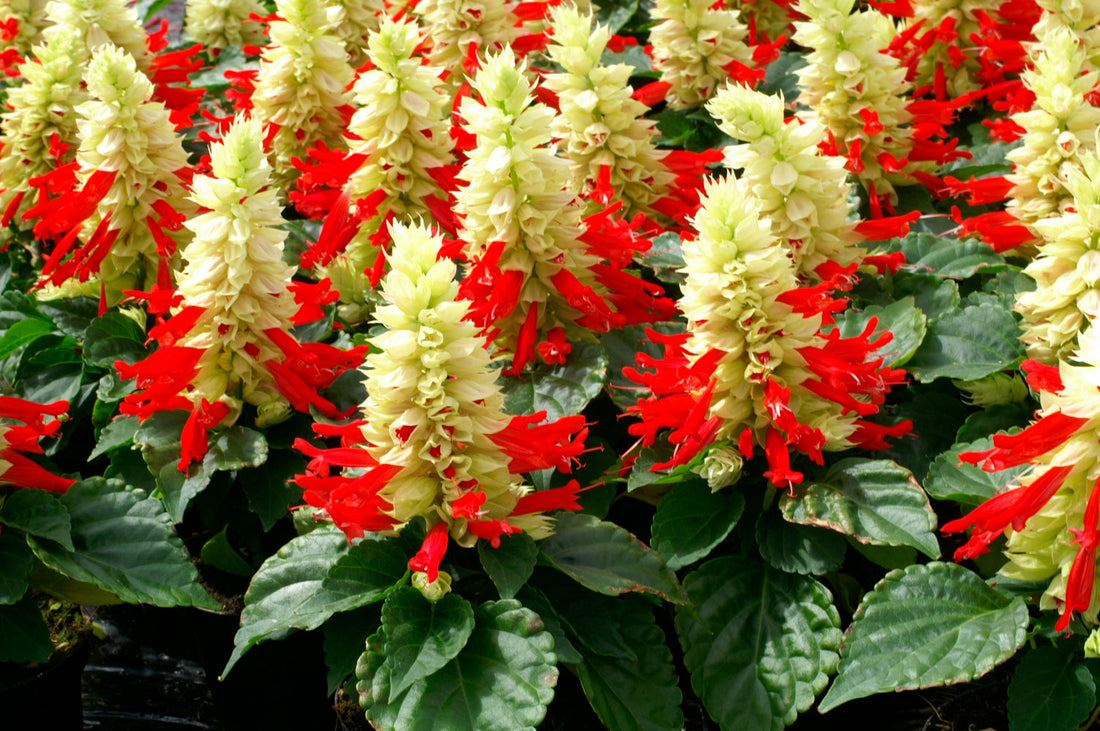 Salvia Reddy White Surprise in bloom with bright white flowers