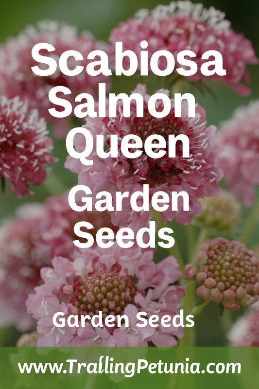 Scabiosa Salmon Queen blooms in soft salmon-pink tones