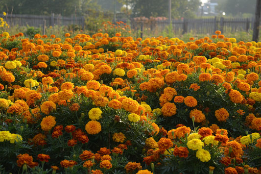 Marigold flowers blooming in a garden after direct sowing seeds — orange, gold, and yellow African and French marigolds