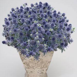 Eryngium Blue Hobbit Sea Holly – compact spiky blue blooms with silvery foliage