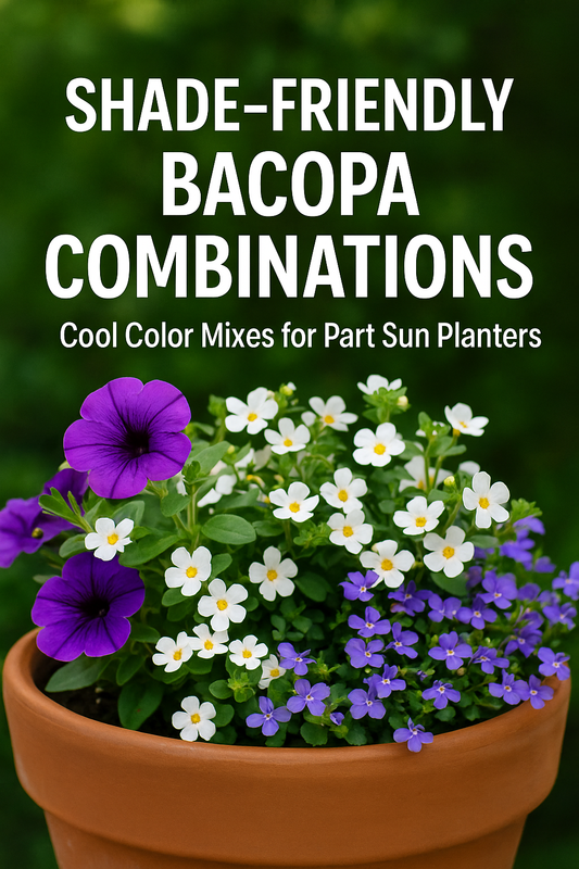 Shade-friendly Bacopa with Lobelia, Begonia, and Impatiens in pastel planters for part-sun gardens and hanging baskets