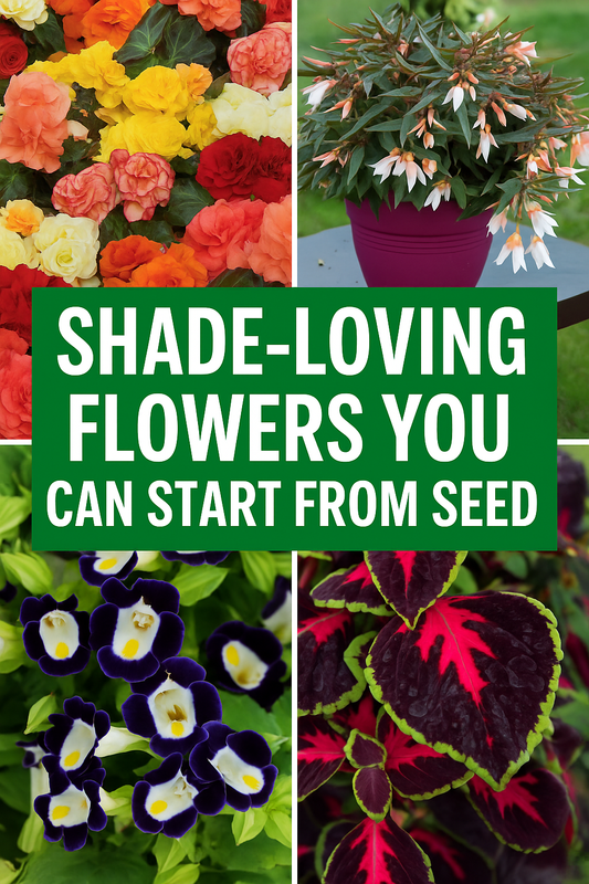 Collage of colorful shade-loving flowers including begonias, coleus, and torenia with text overlay 'Shade-Loving Flowers You Can Start from Seed