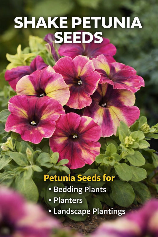 Shake petunia flowers growing in garden bed