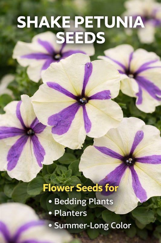 Shake petunia flowers in garden bed